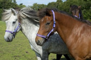 LynnvanAsperenJolandaRob(highquality)22