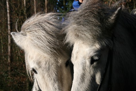 ONZE SCHIMMELS DOOR MISCHA 073