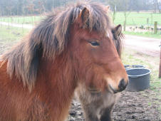 Ásta Sollila frá Dicksdóttir3