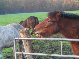 twee schimmels eind 2014 050