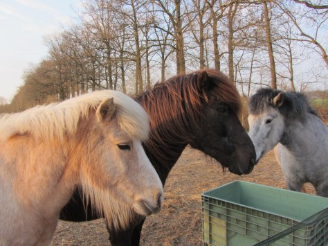 Nordur en Blika zijn weer samen.
