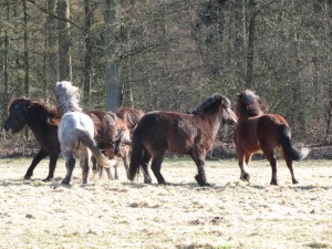 Nordur weer terug bij de groep 015