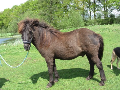 Nordur is helemaal op zijn plek bij Blika.