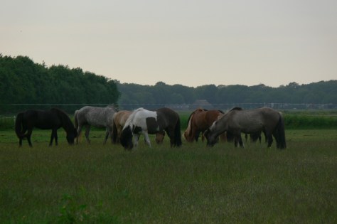 Sunna op vakantie bij Sólfari.