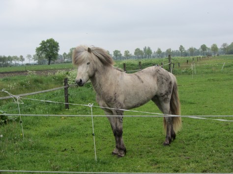 Sunna is vandaag gedekt door Sólfari