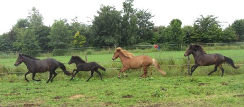 Sunna mag nog even bij Solfari blijven,