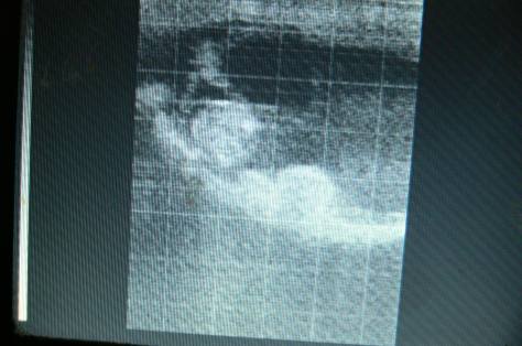 Sunna krijgt volgend jaar,toch nog een veulentje.