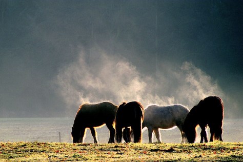 Andvari,Ast,Hrim en Digur ,foto genomen door Gert Ruijer