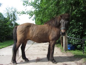 poesjes en bangsi jarig 025