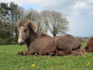 hengstenland Solon 28-4-2015 091