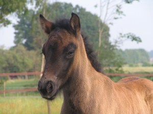 Sigrún week oud 032 (2)