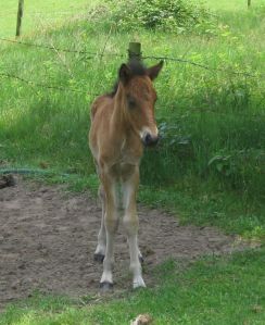 Tindur 2 weken oud juni 2008