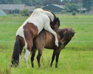 sola en hugi  dekking