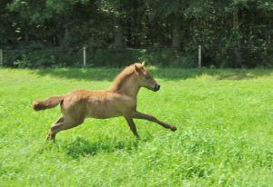 solon voor het eerst zonder sunna