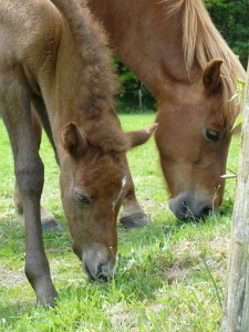 Sólon 1 dag oud en Sóla en Hrim.(Jeske) 013