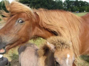 Sólon en Grima 31 aug 14 029