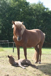 Solon 22 juni 2014 063