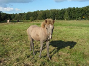 solon en grima 10 sept 008