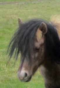 Grima terug solon in de groep 090