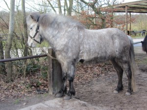 eind febr 2015 Tirzah 001