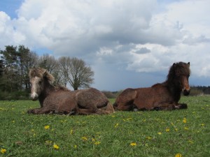 hengstenland Solon 28-4-2015 090