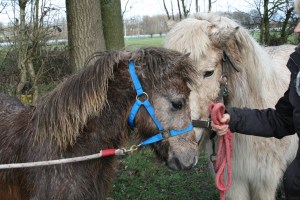 Solon,Hrim,Rúna mrt 2015 001