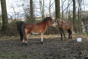 Solon,Hrim,Rúna mrt 2015 037