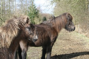 Solon,Hrim,Rúna mrt 2015 049