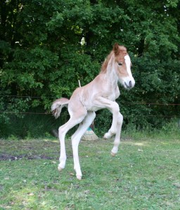 Prinsessa 28 062015 141