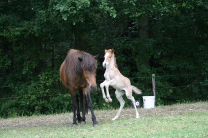 Prinsessa juli 2015 049