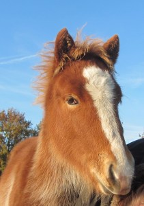Sola voor het eerst weer onder zadel 008