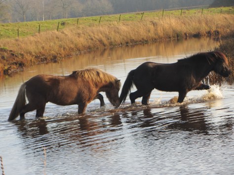 Nieuwjaarsdag 2016 Solon 102