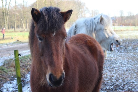 winterdagje 18-1-2016 007
